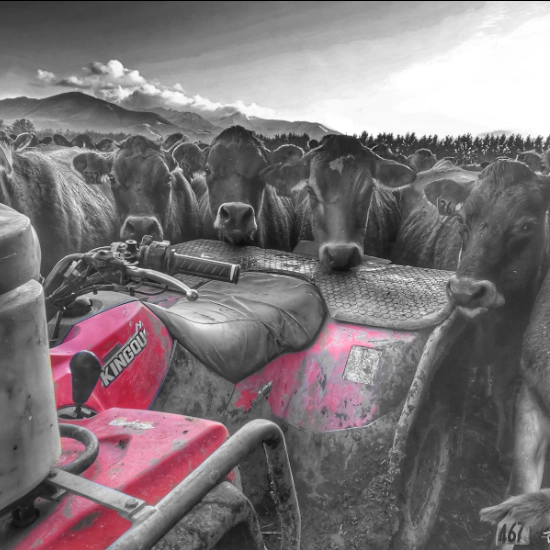 Suzuki Kingquad and Cows